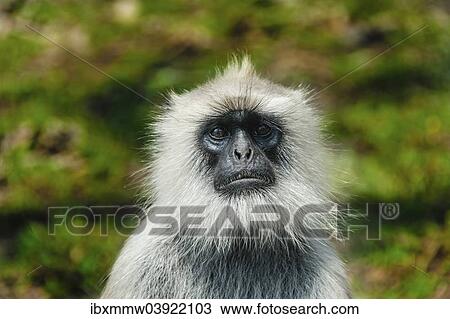 "Gray langur (Semnopithecus sp. ), Mudumalai Wildlife Sanctuary, Tamil Nadu, India, Asia" View Large Photo Image Stock Image - "Gray langur (Semnopithecus sp. ), Mudumalai Wildlife Sanctuary, Tamil Nadu, India, Asia". Fotosearch