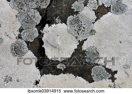 "Gray lichen on rock, Faroe Islands, Denmark, Europe" View Large Photo Image Stock Photography - "Gray lichen on rock, Faroe Islands, Denmark, Europe". Fotosearch