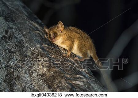 "Gray mouse lemur (Microcebus murinus), Madagascar, Africa" View Large Photo Image Stock Photo - "Gray mouse lemur (Microcebus murinus), Madagascar, Africa". Fotosearch