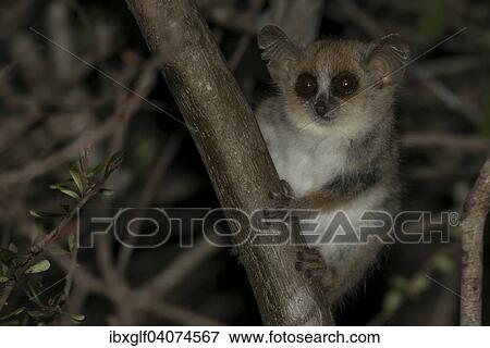 Stock Photo - "Gray mouse lemur (Microcebus murinus), Berenty, Madagascar, Africa". Fotosearch