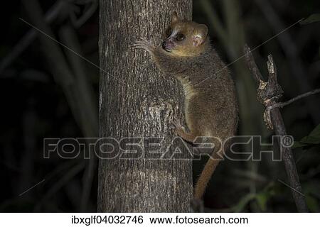 "Gray Mouse Lemur (Microcebus murinus), Madagascar, Africa" View Large Photo Image Stock Photograph - "Gray Mouse Lemur (Microcebus murinus), Madagascar, Africa". Fotosearch