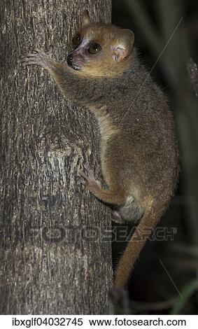 "Gray Mouse Lemur (Microcebus murinus), Madagascar, Africa" View Large Photo Image Stock Photography - "Gray Mouse Lemur (Microcebus murinus), Madagascar, Africa". Fotosearch