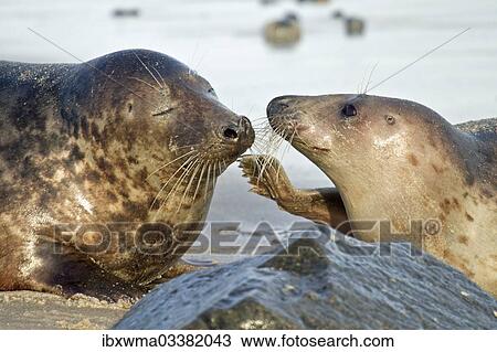 "Gray Seal (Halichoerus grypus), male and female, Helgoland, Schleswig-Holstein, Germany, Europe" View Large Photo Image Stock Image - "Gray Seal (Halichoerus grypus), male and female, Helgoland, Schleswig-Holstein, Germany, Europe". Fotosearch