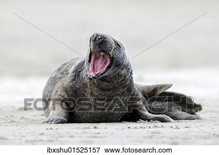 Stock Photo - "Gray seal (Halichoerus grypus) with open mouth, ocean island, Helgoland, Schleswig-Holstein, Germany, Europe". Fotosearch