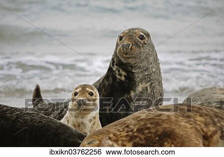 "Gray Seals (Halichoerus grypus), male with pup, Dune island, Helgoland, Schleswig-Holstein, Germany, Europe" View Large Photo Image Stock Photograph - "Gray Seals (Halichoerus grypus), male with pup, Dune island, Helgoland, Schleswig-Holstein, Germany, Europe". Fotosearch