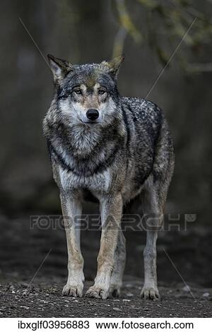 "Gray Wolf (Canis lupus), Jamtland County, Sweden, Europe" View Large Photo Image Stock Image - "Gray Wolf (Canis lupus), Jamtland County, Sweden, Europe". Fotosearch