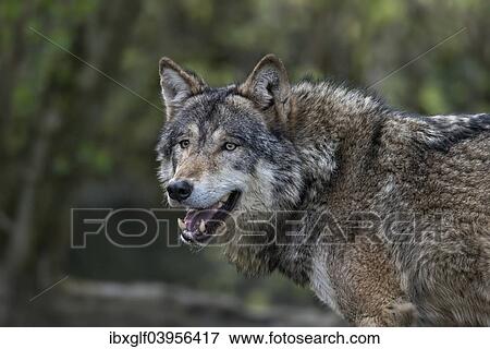 "Gray Wolf (Canis lupus), Jamtland County, Sweden, Europe" View Large Photo Image Stock Photo - "Gray Wolf (Canis lupus), Jamtland County, Sweden, Europe". Fotosearch