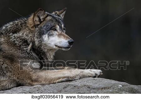 Stock Photo - "Gray Wolf (Canis lupus), Jamtland County, Sweden, Europe". Fotosearch