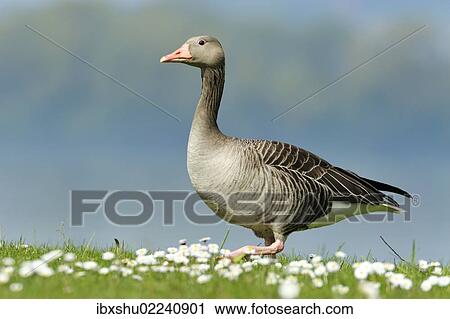"Graylag goose (Anser anser) standing in a meadow with daisies, Zug, Switzerland, Europe" View Large Photo Image Stock Image - "Graylag goose (Anser anser) standing in a meadow with daisies, Zug, Switzerland, Europe". Fotosearch