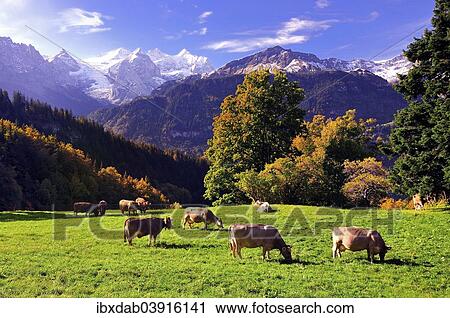"Grazing cows on a small mountain pasture at Hasliberg, behind Rosenlaui Glacierwith Dossen Lauteraarhorn, Rosenhorn, Schreckhorn, Wetterhorn, Meiringen, Canton of Bern, Switzerland, Europe" View Large Photo Image Stock Image - "Grazing cows on a small mountain pasture at Hasliberg, behind Rosenlaui Glacierwith Dossen Lauteraarhorn, Rosenhorn, Schreckhorn, Wetterhorn, Meiringen, Canton of Bern, Switzerland, Europe". Fotosearch