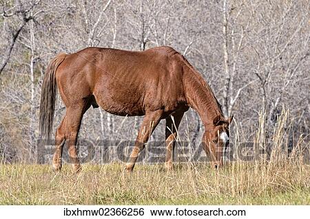 "Grazing horse, Cedaredge, Colorado, USA" View Large Photo Image Stock Photograph - "Grazing horse, Cedaredge, Colorado, USA". Fotosearch