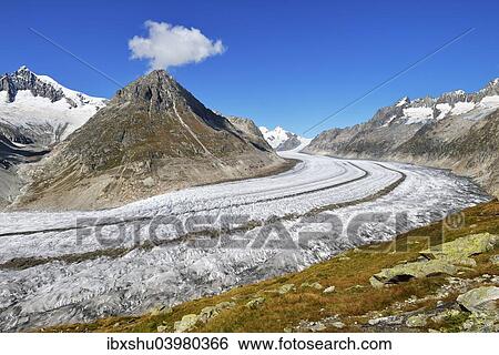 "Great Aletsch Glacier, Mt Olmenhorn at the front, Mt Aletschhorn at the back, Canton of Valais, Goms, Switzerland, Europe" View Large Photo Image Stock Photograph - "Great Aletsch Glacier, Mt Olmenhorn at the front, Mt Aletschhorn at the back, Canton of Valais, Goms, Switzerland, Europe". Fotosearch