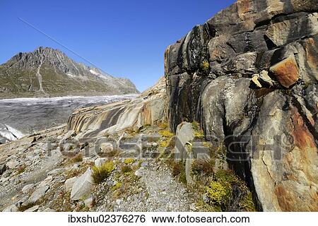 Stock Photograph - "Great Aletsch Glacier, Mt. Olmenhorn in the back, UNESCO World Heritage Site Swiss Alps Jungfrau-Aletsch, Goms, Valais, Switzerland, Europe". Fotosearch