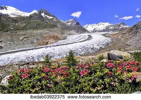 "Great Aletsch Glacier, UNESCO World Heritage Site, alpenroses at the front, Riederalp, Bettmeralp, Canton of Valais, Switzerland, Europe" View Large Photo Image Stock Photography - "Great Aletsch Glacier, UNESCO World Heritage Site, alpenroses at the front, Riederalp, Bettmeralp, Canton of Valais, Switzerland, Europe". Fotosearch