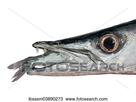 Great Barracuda (Sphyraena barracuda) with a sardine in its mouth View Large Photo Image Stock Image - Great Barracuda (Sphyraena barracuda) with a sardine in its mouth. Fotosearch