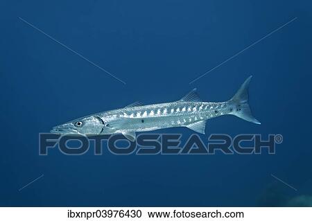 "Great Barracuda (Sphyraena barracuda), Little Tobago, Trinidad and Tobago, North America" View Large Photo Image Stock Image - "Great Barracuda (Sphyraena barracuda), Little Tobago, Trinidad and Tobago, North America". Fotosearch