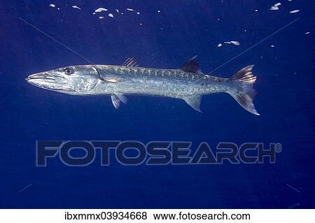 "Great Barracuda (Sphyraena barracuda), Palau, Oceania" View Large Photo Image Stock Photo - "Great Barracuda (Sphyraena barracuda), Palau, Oceania". Fotosearch