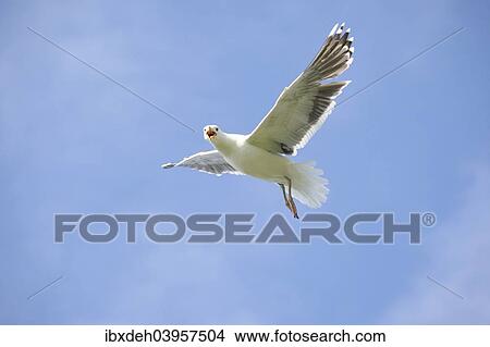 Picture - "Great black-backed gull (Larus marinus), flying, blue sky, bird island Hornoya, Varanger, Norway, Europe". Fotosearch