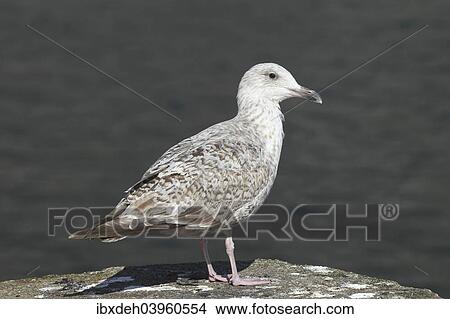 "Great black-backed gull (Larus marinus), young bird, Bird Rock Ekkeroy, Varanger, Norway, Europe" View Large Photo Image Picture - "Great black-backed gull (Larus marinus), young bird, Bird Rock Ekkeroy, Varanger, Norway, Europe". Fotosearch