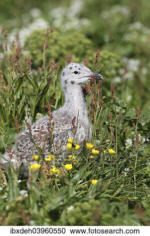 Stock Image - "Great black-backed gull (Larus marinus), young bird not yet fledged, Bird Island Hornoya, Varanger, Norway, Europe". Fotosearch