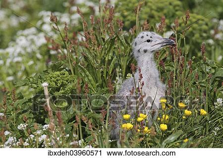 Stock Image - "Great black-backed gull (Larus marinus), young bird not yet fledged, Bird Island Hornoya, Varanger, Norway, Europe". Fotosearch