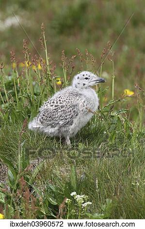 Stock Image - "Great black-backed gull (Larus marinus), young bird not yet fledged, Bird Island Hornoya, Varanger, Norway, Europe". Fotosearch