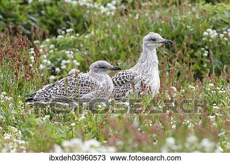 Stock Image - "Great black-backed gull (Larus marinus), young bird not yet fledged, Bird Island Hornoya, Varanger, Norway, Europe". Fotosearch