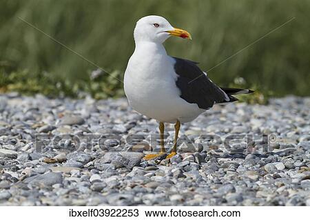 "Great Black-backed Gull (Larus marinus), Dune island, Heligoland, Schleswig-Holstein, Germany, Europe" View Large Photo Image Stock Image - "Great Black-backed Gull (Larus marinus), Dune island, Heligoland, Schleswig-Holstein, Germany, Europe". Fotosearch