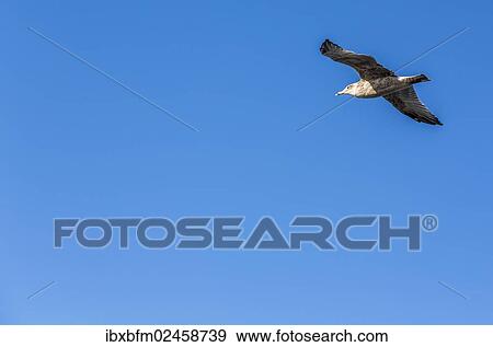 "Great Black-backed Gull (Larus marinus) in flight, Carrapateira, Algarve, west coast, Portugal, Atlantic Ocean, Europe" View Large Photo Image Stock Photo - "Great Black-backed Gull (Larus marinus) in flight, Carrapateira, Algarve, west coast, Portugal, Atlantic Ocean, Europe". Fotosearch