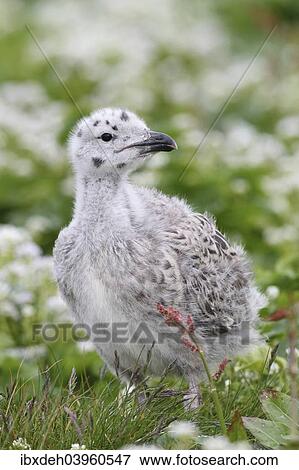 "Great black-backed gull (Larus marinus), young bird not yet fledged, Bird Island Hornoya, Varanger, Norway, Europe" View Large Photo Image Stock Photo - "Great black-backed gull (Larus marinus), young bird not yet fledged, Bird Island Hornoya, Varanger, Norway, Europe". Fotosearch