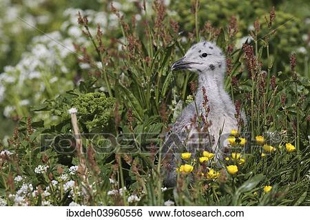 "Great black-backed gull (Larus marinus), young bird not yet fledged, Bird Island Hornoya, Varanger, Norway, Europe" View Large Photo Image Stock Photograph - "Great black-backed gull (Larus marinus), young bird not yet fledged, Bird Island Hornoya, Varanger, Norway, Europe". Fotosearch
