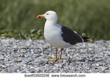"Great Black-backed Gull (Larus marinus), Dune island, Heligoland, Schleswig-Holstein, Germany, Europe" View Large Photo Image Stock Photograph - "Great Black-backed Gull (Larus marinus), Dune island, Heligoland, Schleswig-Holstein, Germany, Europe". Fotosearch