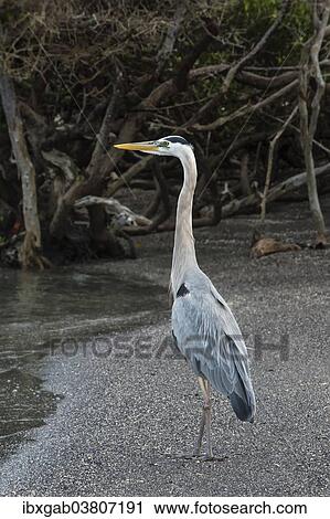 "Great blue Heron (Ardea herodias), Fernandina Island, Galapagos, Ecuador, South America" View Large Photo Image Stock Image - "Great blue Heron (Ardea herodias), Fernandina Island, Galapagos, Ecuador, South America". Fotosearch
