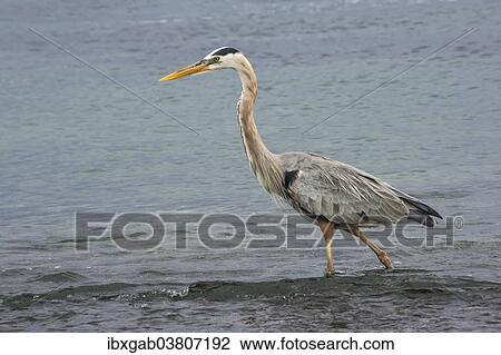 "Great blue Heron (Ardea herodias), Fernandina Island, Galapagos, Ecuador, South America" View Large Photo Image Stock Image - "Great blue Heron (Ardea herodias), Fernandina Island, Galapagos, Ecuador, South America". Fotosearch