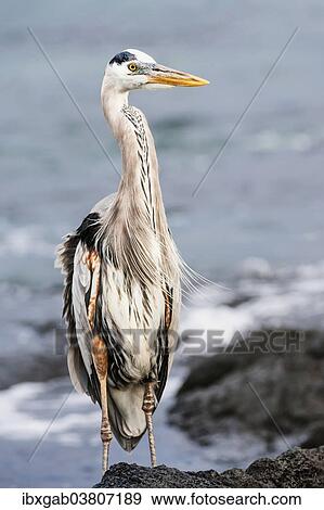 "Great blue Heron (Ardea herodias), Fernandina Island, Galapagos, Ecuador, South America" View Large Photo Image Stock Photo - "Great blue Heron (Ardea herodias), Fernandina Island, Galapagos, Ecuador, South America". Fotosearch