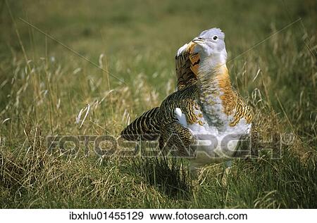 "Great Bustard (Otis tarda) courting cock, Devavanya-protected, Hungary, Europe" View Large Photo Image Stock Photo - "Great Bustard (Otis tarda) courting cock, Devavanya-protected, Hungary, Europe". Fotosearch