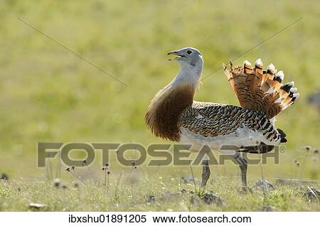 "Great Bustard (Otis tarda), male, roaming the steppe of the Extremadura, Spain, Europe" View Large Photo Image Stock Photography - "Great Bustard (Otis tarda), male, roaming the steppe of the Extremadura, Spain, Europe". Fotosearch