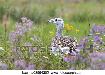 "Great Bustard (Otis tarda) on a field with wild flowers, Hungary, Europe" View Large Photo Image Stock Image - "Great Bustard (Otis tarda) on a field with wild flowers, Hungary, Europe". Fotosearch