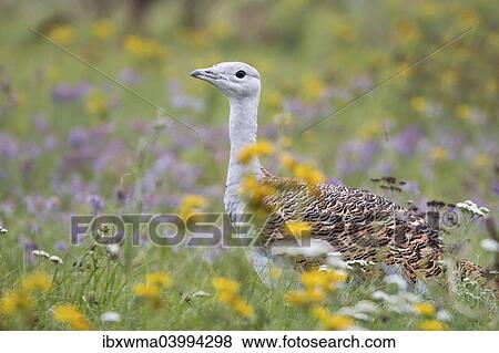 "Great Bustard (Otis tarda) on a field with wild flowers, Hungary, Europe" View Large Photo Image Stock Photo - "Great Bustard (Otis tarda) on a field with wild flowers, Hungary, Europe". Fotosearch