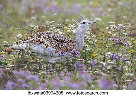 "Great Bustard (Otis tarda) on a field with wild flowers, Hungary, Europe" View Large Photo Image Stock Photo - "Great Bustard (Otis tarda) on a field with wild flowers, Hungary, Europe". Fotosearch