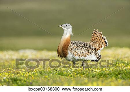 "Great Bustard (Otis tarda), Extremadura, Spain, Europe" View Large Photo Image Stock Image - "Great Bustard (Otis tarda), Extremadura, Spain, Europe". Fotosearch