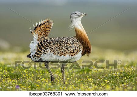 "Great Bustard (Otis tarda), Extremadura, Spain, Europe" View Large Photo Image Stock Image - "Great Bustard (Otis tarda), Extremadura, Spain, Europe". Fotosearch