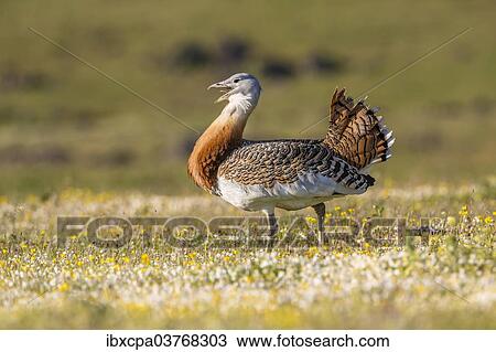 "Great Bustard (Otis tarda), Extremadura, Spain, Europe" View Large Photo Image Stock Image - "Great Bustard (Otis tarda), Extremadura, Spain, Europe". Fotosearch
