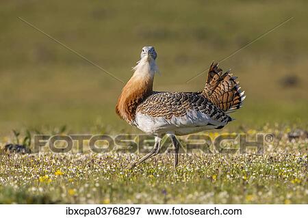 "Great Bustard (Otis tarda), Extremadura, Spain, Europe" View Large Photo Image Stock Photo - "Great Bustard (Otis tarda), Extremadura, Spain, Europe". Fotosearch