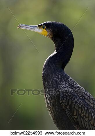 "Great Cormorant or Black Great Cormorant (Phalacrocorax carbo), portrait, Stuttgart, Baden-Wuerttemberg, Germany, Europe" View Large Photo Image Stock Image - "Great Cormorant or Black Great Cormorant (Phalacrocorax carbo), portrait, Stuttgart, Baden-Wuerttemberg, Germany, Europe". Fotosearch