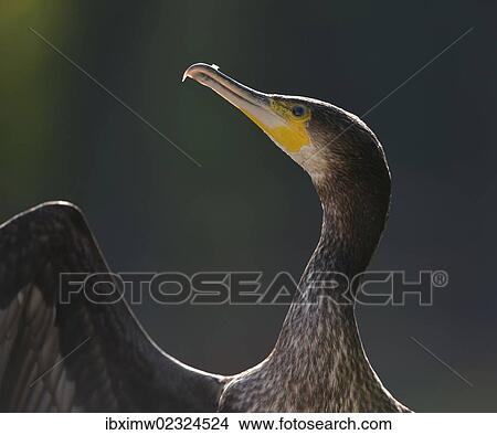 "Great Cormorant or Great Black Cormorant (Phalacrocorax carbo), Stuttgart, Baden-Wuerttemberg, Germany, Europe" View Large Photo Image Picture - "Great Cormorant or Great Black Cormorant (Phalacrocorax carbo), Stuttgart, Baden-Wuerttemberg, Germany, Europe". Fotosearch