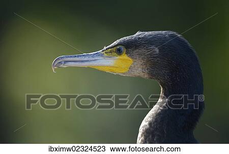 "Great Cormorant or Great Black Cormorant (Phalacrocorax carbo), Stuttgart, Baden-Wuerttemberg, Germany, Europe" View Large Photo Image Stock Image - "Great Cormorant or Great Black Cormorant (Phalacrocorax carbo), Stuttgart, Baden-Wuerttemberg, Germany, Europe". Fotosearch