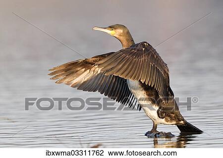 "Great Cormorant or Great Black Cormorant (Phalacrocorax carbo) with outstretched wings, North Hesse, Hesse, Germany, Europe" View Large Photo Image Stock Image - "Great Cormorant or Great Black Cormorant (Phalacrocorax carbo) with outstretched wings, North Hesse, Hesse, Germany, Europe". Fotosearch