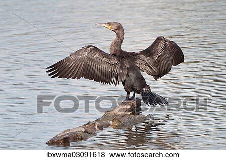 "Great Cormorant or Great Black Cormorant (Phalacrocorax carbo) with outstretched wings, North Hesse, Hesse, Germany, Europe" View Large Photo Image Stock Photo - "Great Cormorant or Great Black Cormorant (Phalacrocorax carbo) with outstretched wings, North Hesse, Hesse, Germany, Europe". Fotosearch