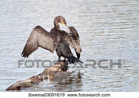 "Great Cormorant or Great Black Cormorant (Phalacrocorax carbo) with outstretched wings, North Hesse, Hesse, Germany, Europe" View Large Photo Image Stock Photo - "Great Cormorant or Great Black Cormorant (Phalacrocorax carbo) with outstretched wings, North Hesse, Hesse, Germany, Europe". Fotosearch